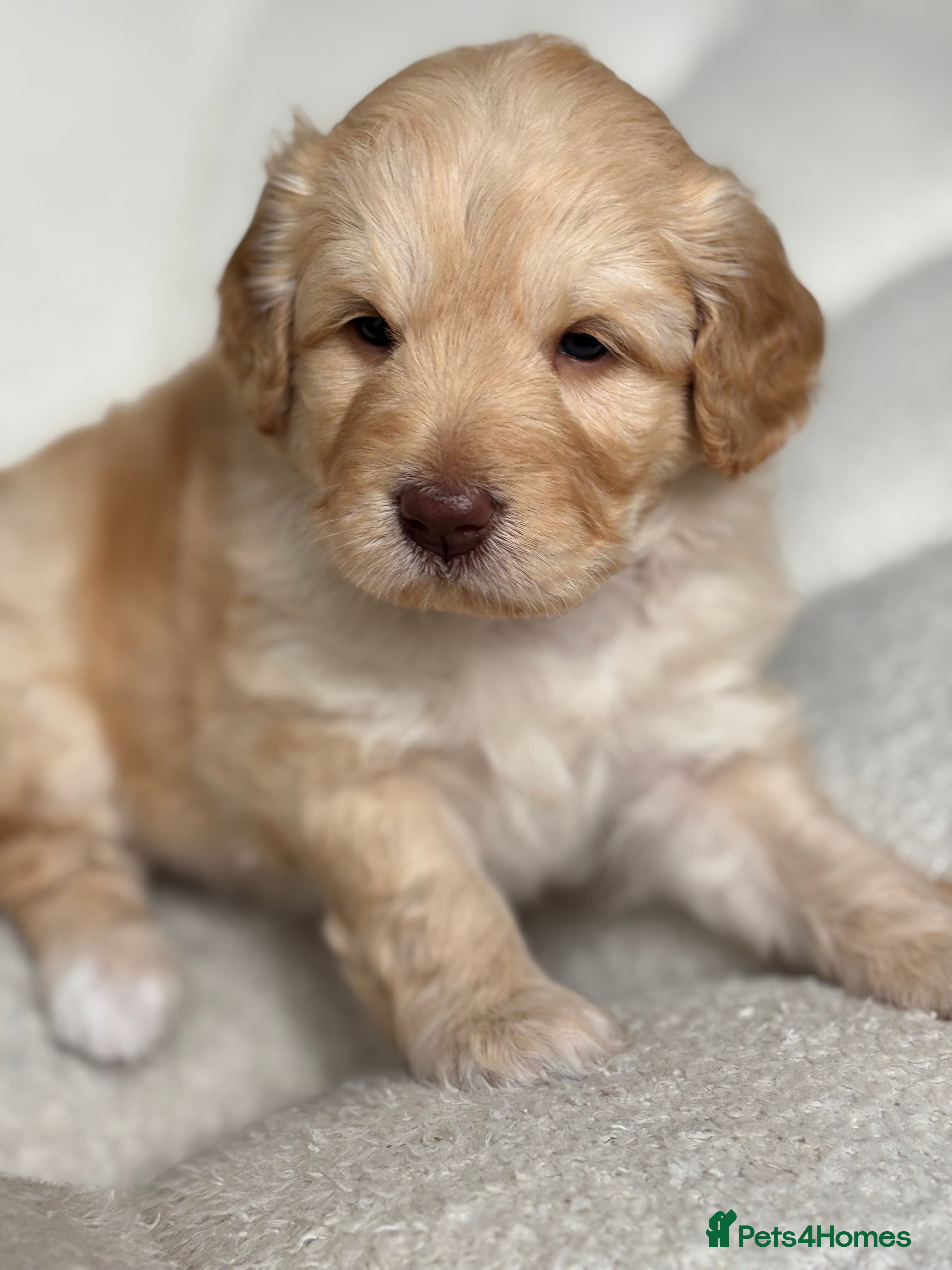 Goldendoodle dogs 🌟 Health Tested Multigen Goldendoodle Puppies 🌟 - Advert 2