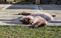 Ragdoll cats for sale: Male Ragdoll - Image 2