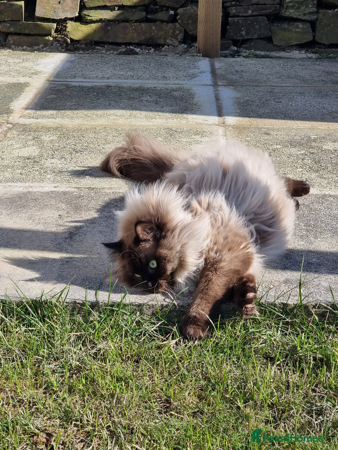 Ragdoll cats for sale: Male Ragdoll - Image 2