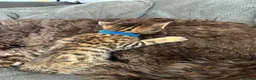 Bengal cats for sale: Bengal 75% maine coon 25%   - Advert 6