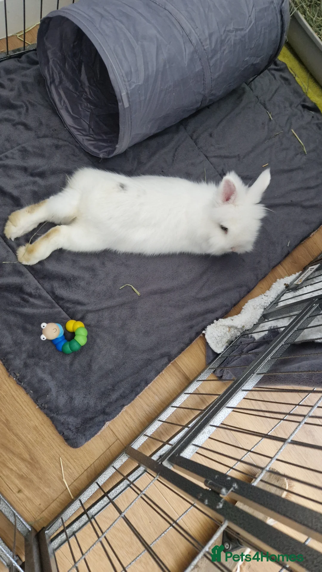 Lionhead rabbits for sale: Beautiful blue eyed white Lionhead rabbit  - Advert 7
