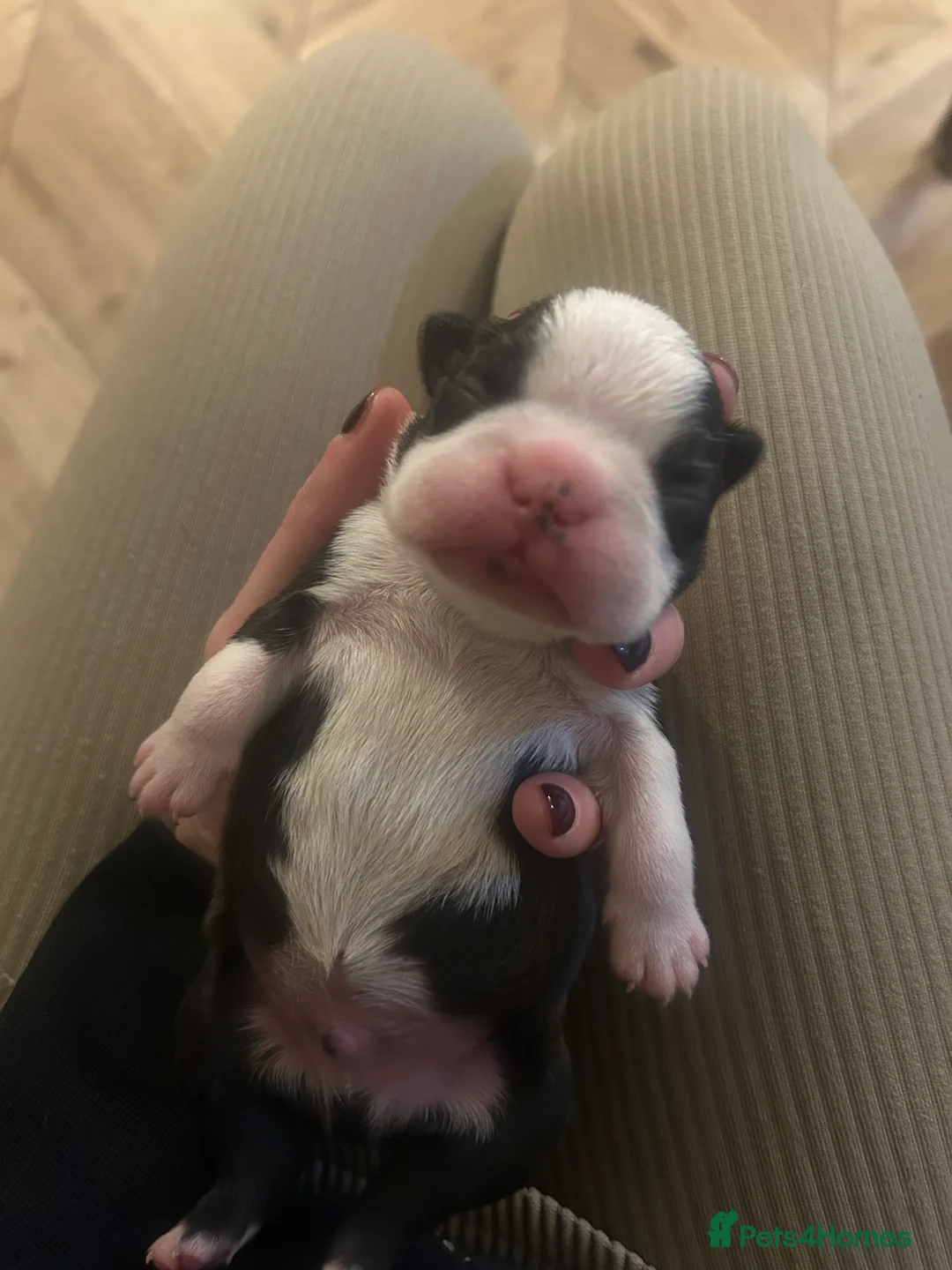 Boston Terrier dogs for sale: Willow’s Lovely Puppies 🐾 - Advert 1