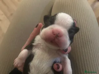 Boston Terrier dogs Willow’s Lovely Puppies 🐾 - Advert 13