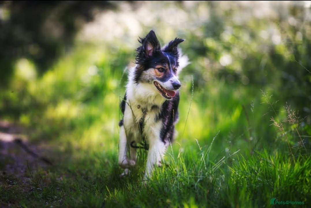 Border Collie dogs Border Collie - Advert 15