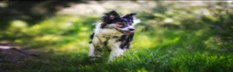 Border Collie dogs for sale: Border Collie - Advert 16