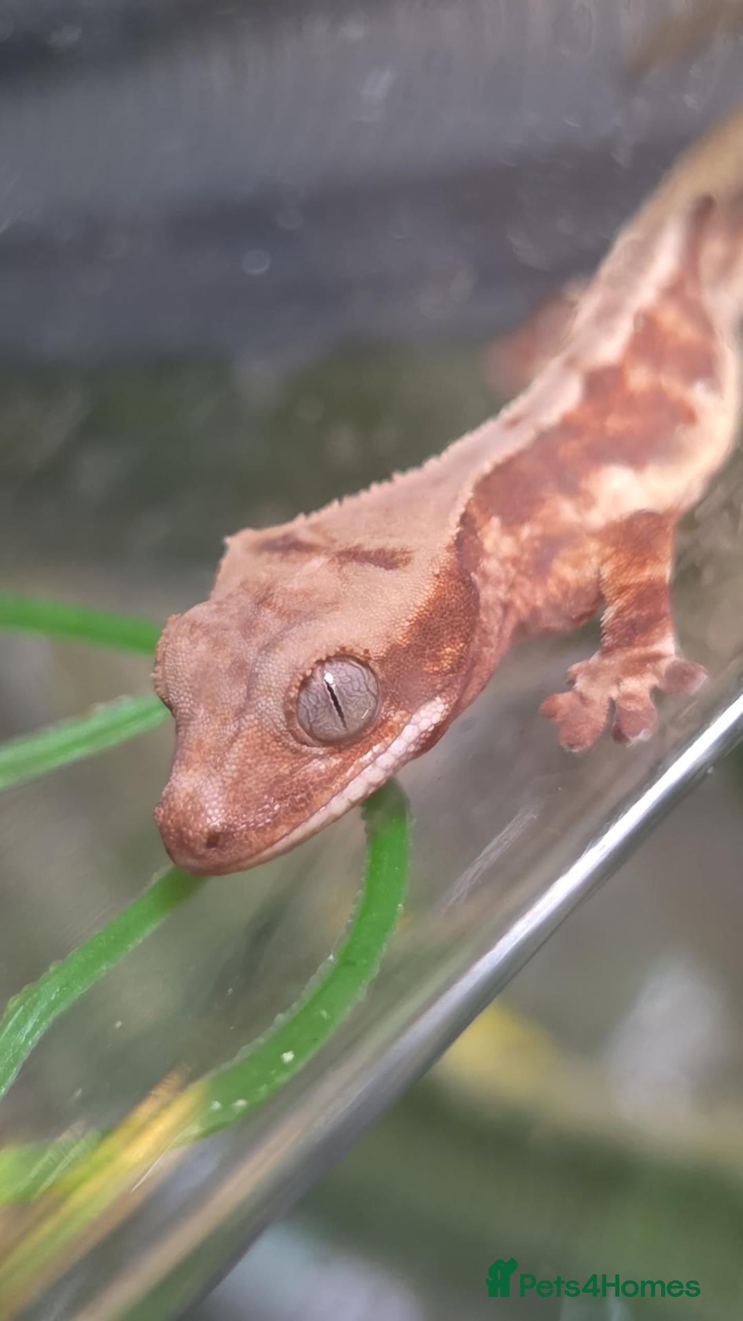 Gecko reptiles for sale: crested gecko babys mixed morphs - Advert 18