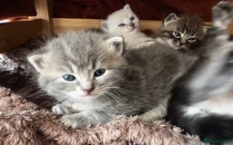 Perdoll cats for sale: FLUFFY PERDOLL KITTENS - Image 25