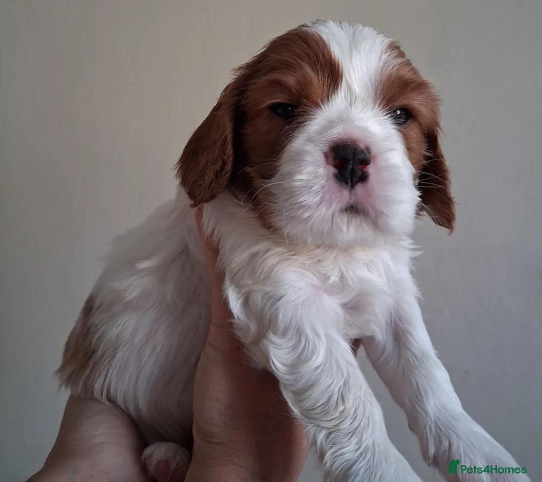 Cavalier King Charles Spaniel dogs for sale: Cavalier king charles - Advert 8