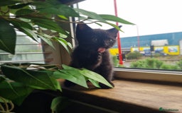 Mixed Breed cats for sale: Mixed ragdoll kitten - Image 1