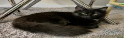 Maine Coon cats for sale: Part Maine coone 9 month old Female - Advert 8
