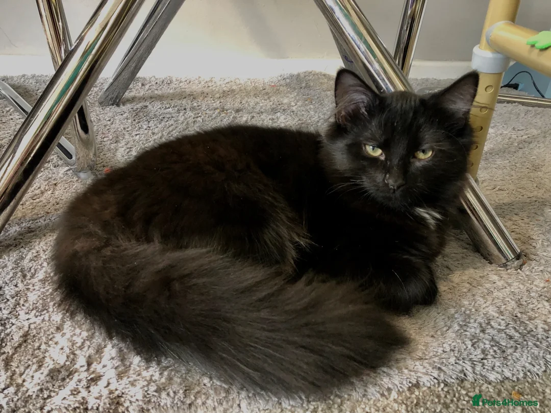Maine Coon cats for sale: Part Maine coone 9 month old Female - Advert 8