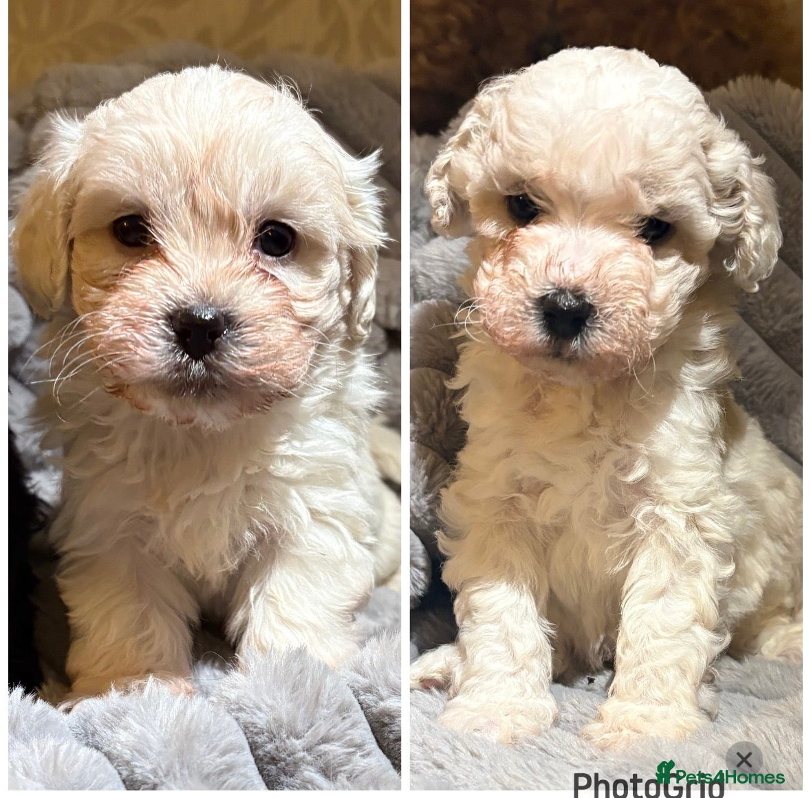 Shihpoo dogs Shihpoos for sale   - Advert 1