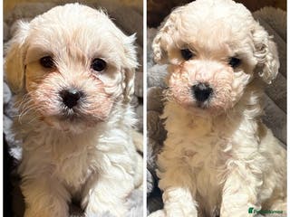 Shihpoo dogs Shihpoos for sale - Advert 1