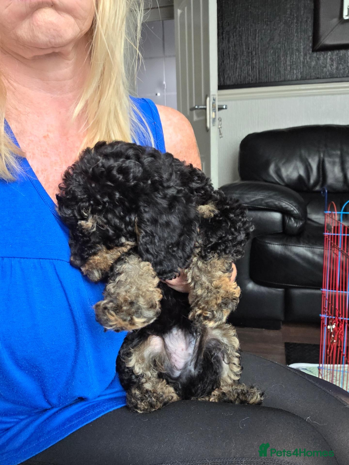 Jackapoo dogs Toy poodle 3/4 puppies  - Advert 3
