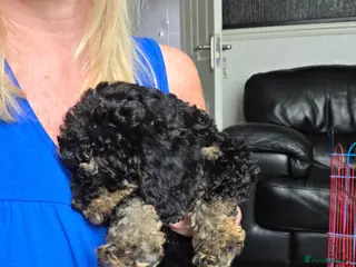 Jackapoo dogs Toy poodle 3/4 puppies - Advert 3