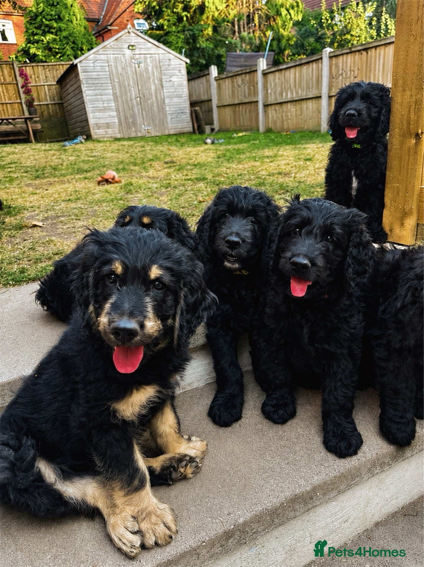 Goldendoodle dogs Ready to go F1 Standard Goldendoodle Puppies Large - Advert 2