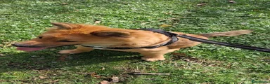 Mixed Breed 1