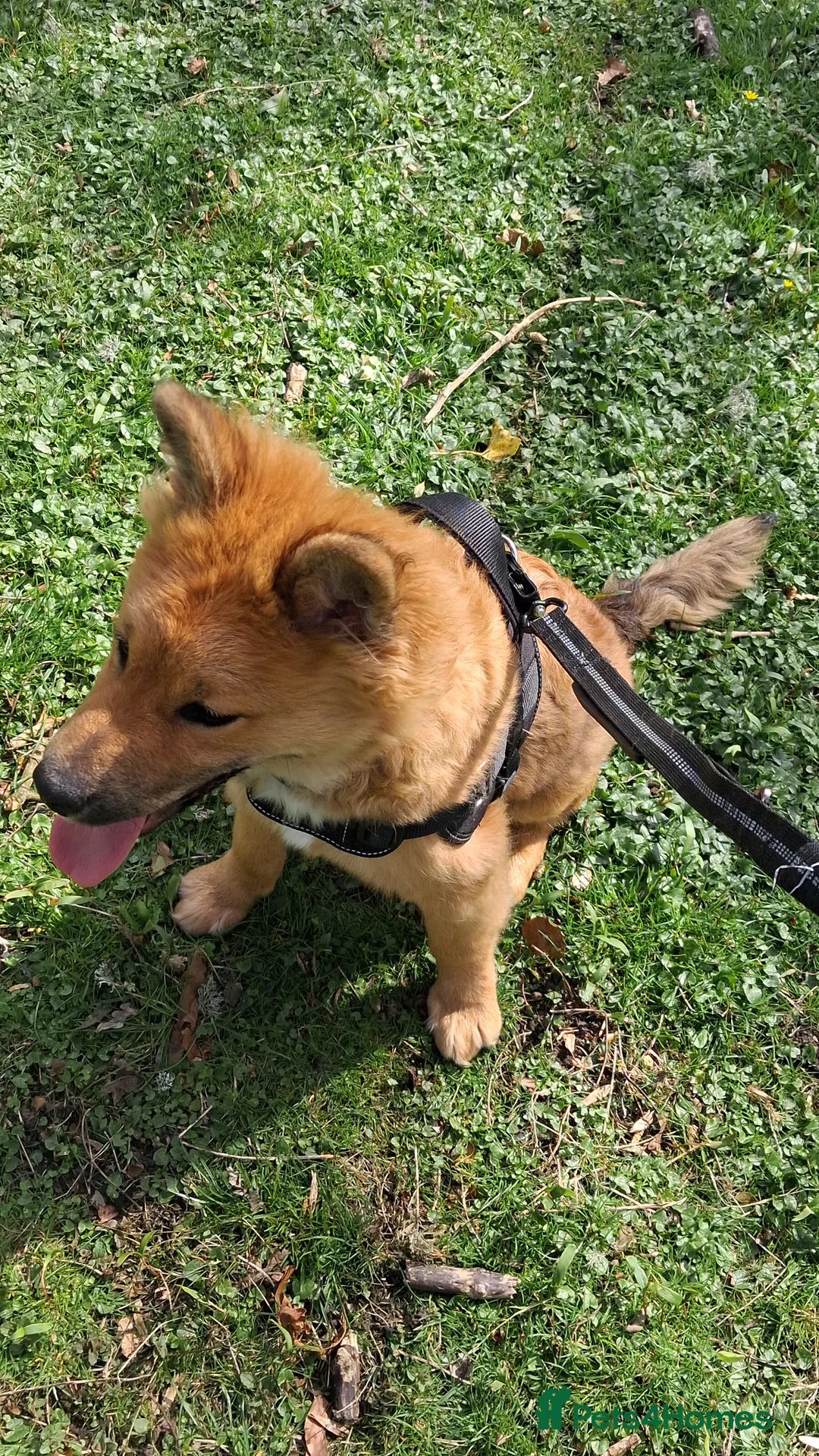 Mixed Breed dogs for sale: Malamute X Akita Mix called Kaiser  in Pontypool - Advert 2