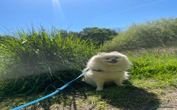 Pomeranian dogs for stud: KC FCI Pomeranian for stud  in Bathgate - Image 23