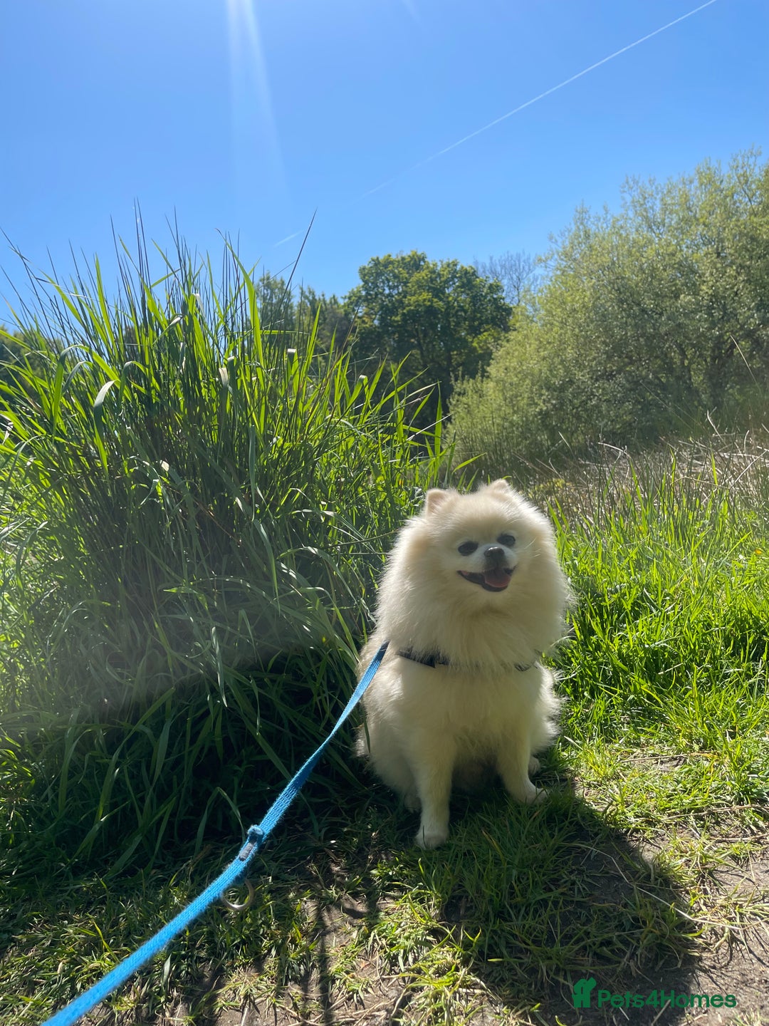 Pomeranian dogs for stud: KC FCI Pomeranian for stud  in Bathgate - Image 23