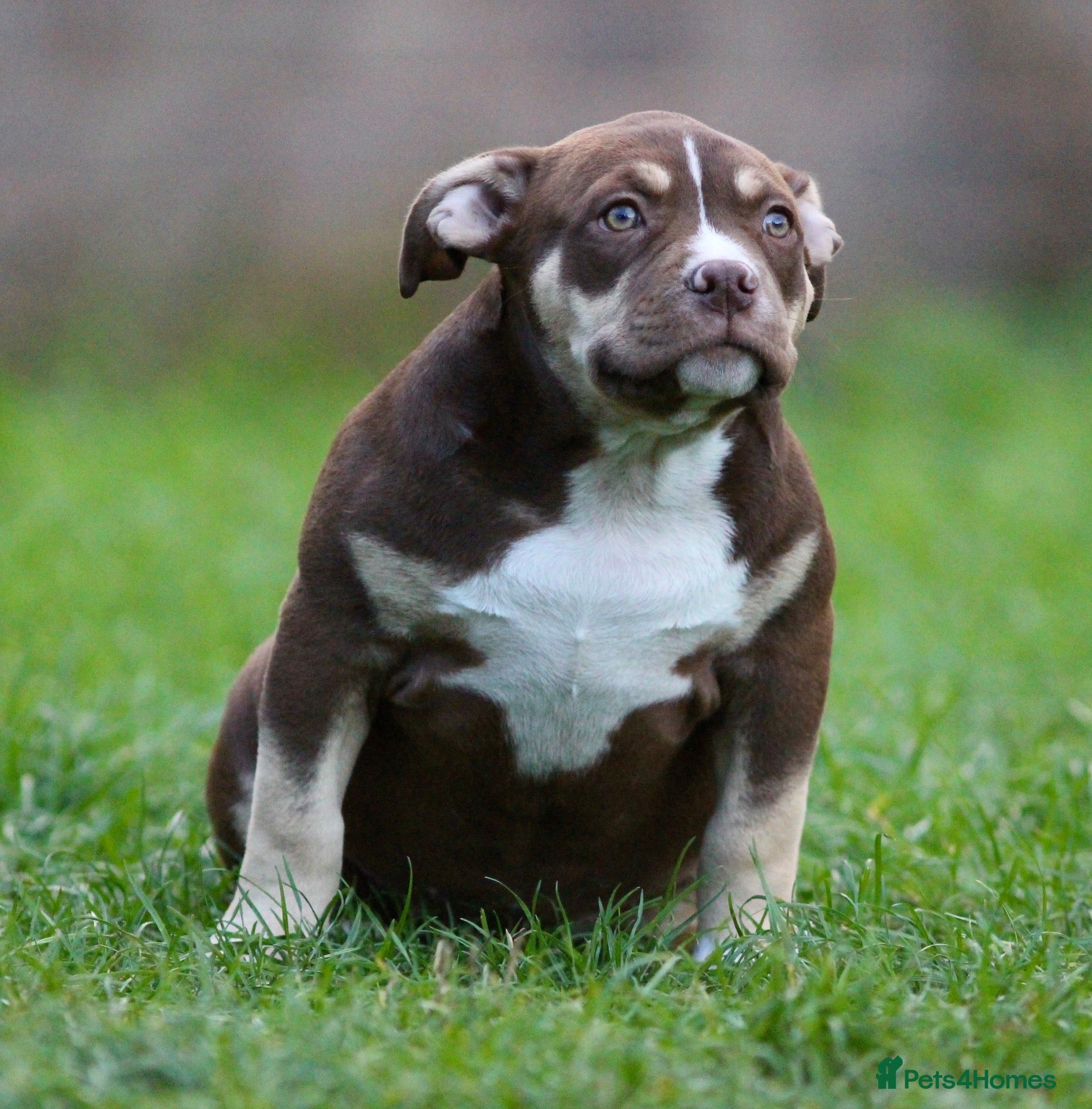 American Bully dogs 1 female left ready now  - Advert 9