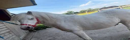 Shetland pony horses for sale: Woody in Evesham - Advert 1