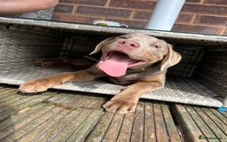 Labrador Retriever dogs for sale: Stunning Rare Coloured Pups Health Tested Parents  - Image 3