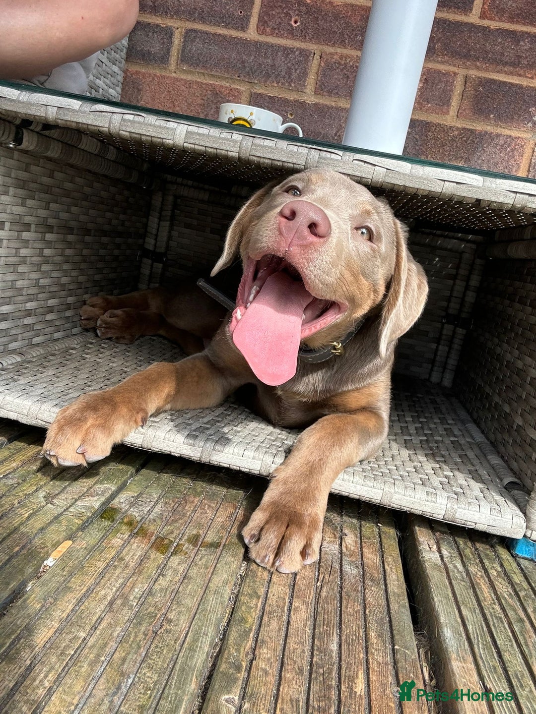 Labrador Retriever dogs for sale: Stunning Rare Coloured Pups Health Tested Parents  - Image 3