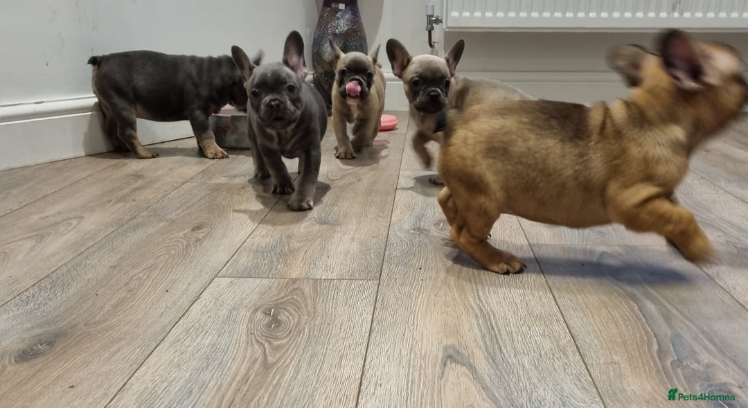 French Bulldog dogs for sale: Quality pups 4 Panel DNA Clear Gold Sierra Lines - Image 13