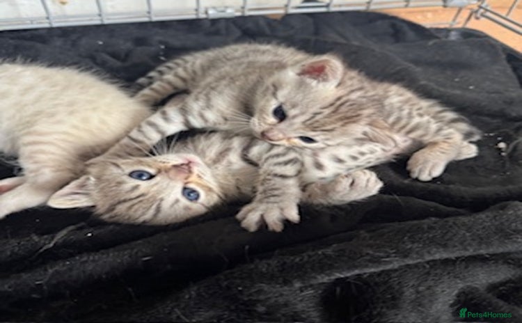 Bengal cats - Advert 3