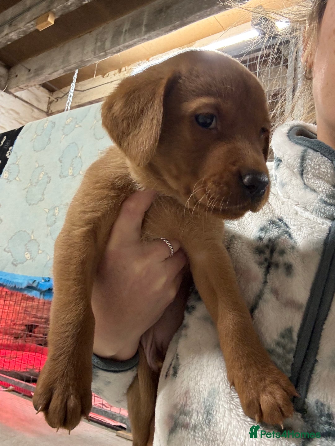 Labrador Retriever dogs for sale: KC reg health tested lab pups  - Image 2