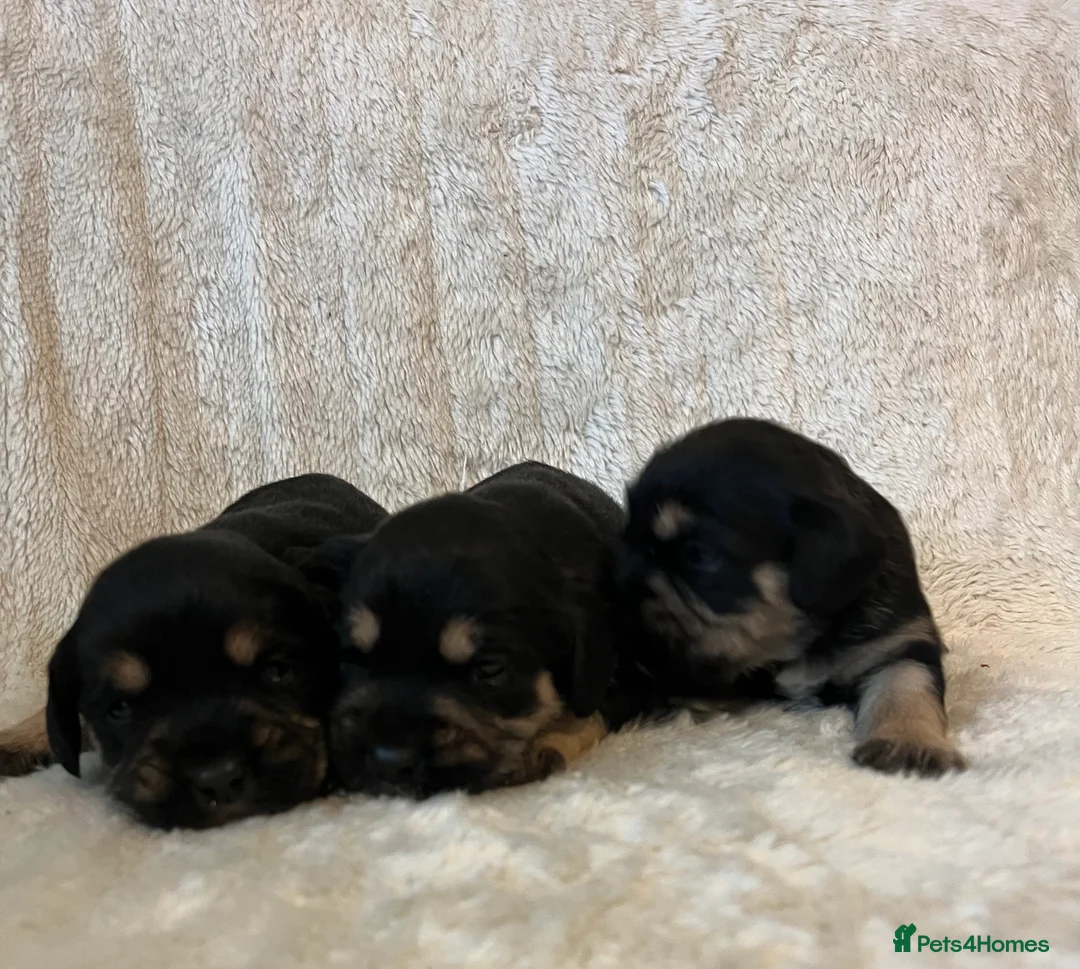 Mixed Breed dogs for sale: SCHNAVALIER PUPPIES  - Advert 2