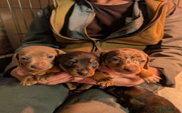 Mixed Breed dogs for sale: 3/4 Mini Dachshund 1/4 Jack Russell - Advert 4