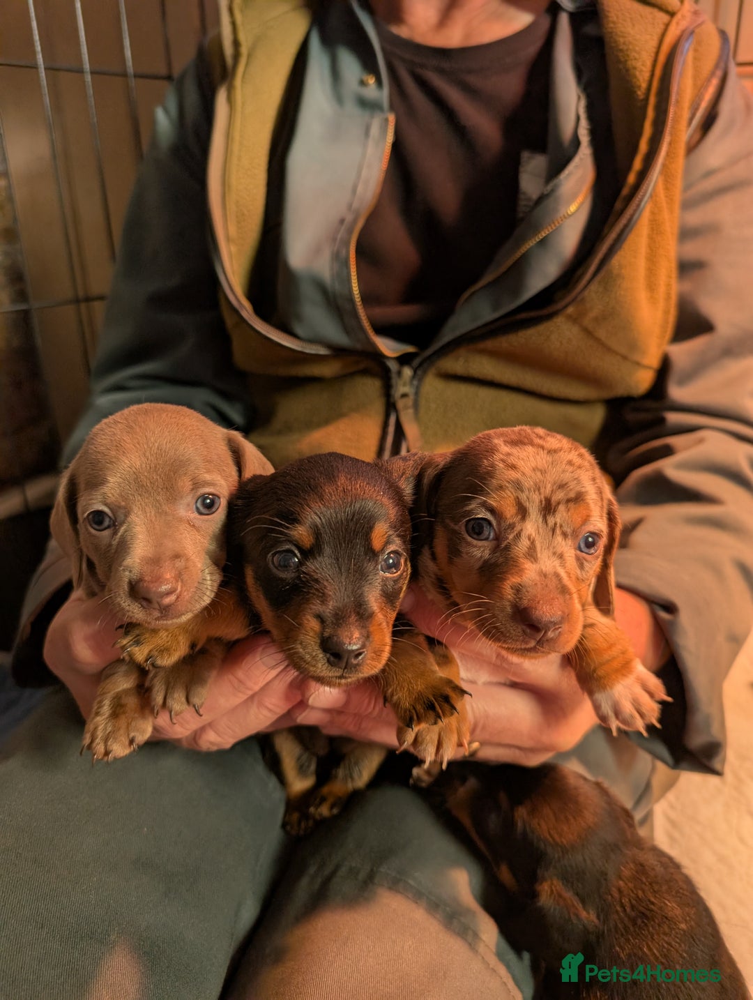 Mixed Breed dogs for sale: 3/4 Mini Dachshund 1/4 Jack Russell - Advert 4