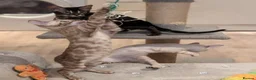Bengal cats for sale: 🐆✨ TICA-Registered Bengals 🐆✨ - Advert 32