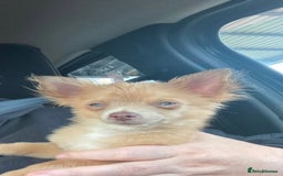 Chihuahua dogs for sale: Male Chihuahua puppy born on 22 April  - Image 5