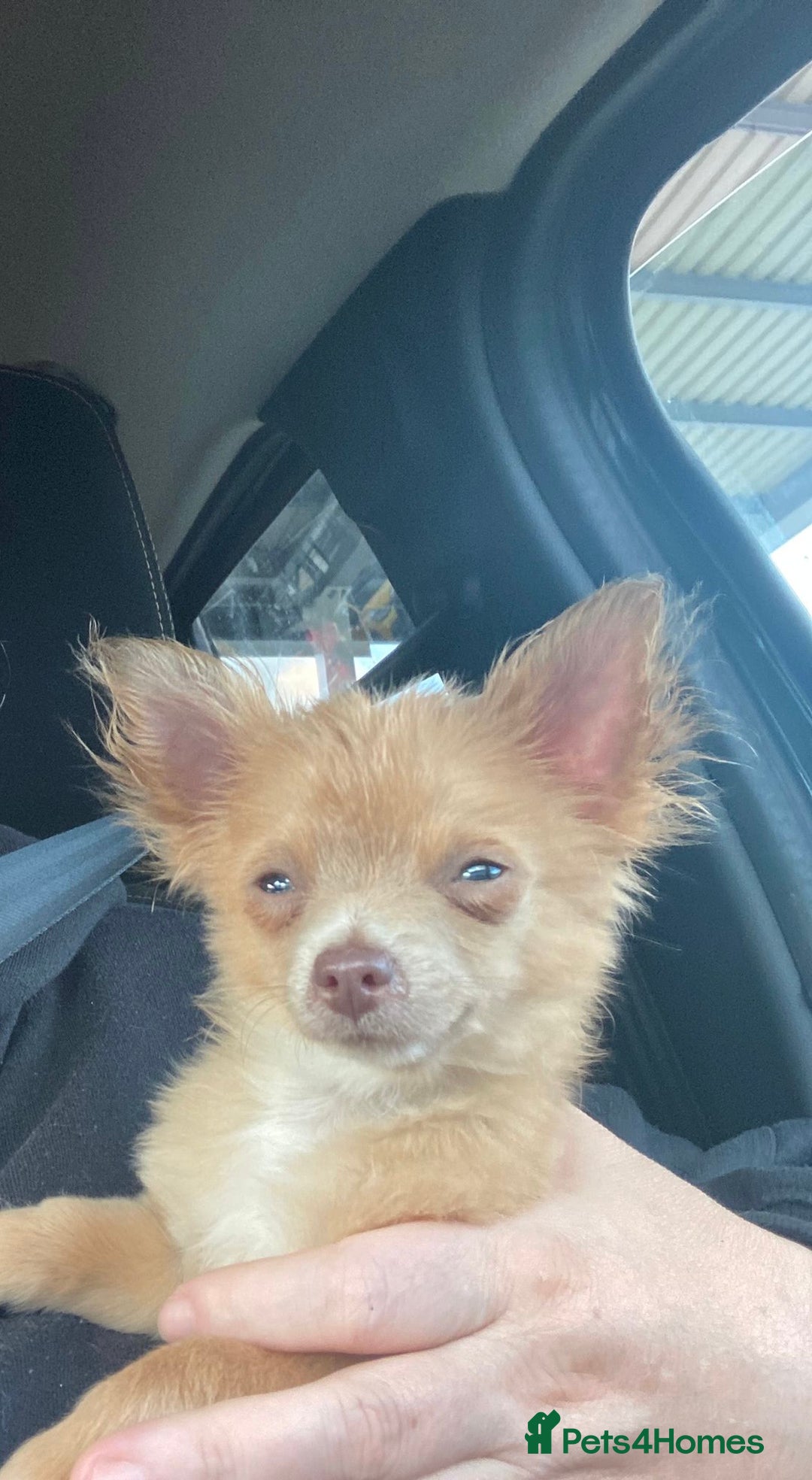 Chihuahua dogs for sale: Male Chihuahua puppy born on 22 April  - Image 5