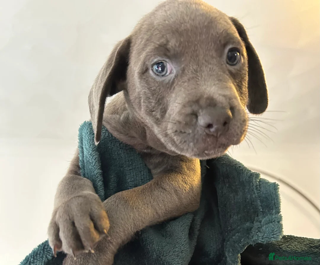 Mixed Breed dogs for sale:  Mixed breed cockerbull x  - Advert 10