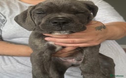 Cane Corso dogs for sale: Beautiful Cane Corso puppies for sale  - Image 30