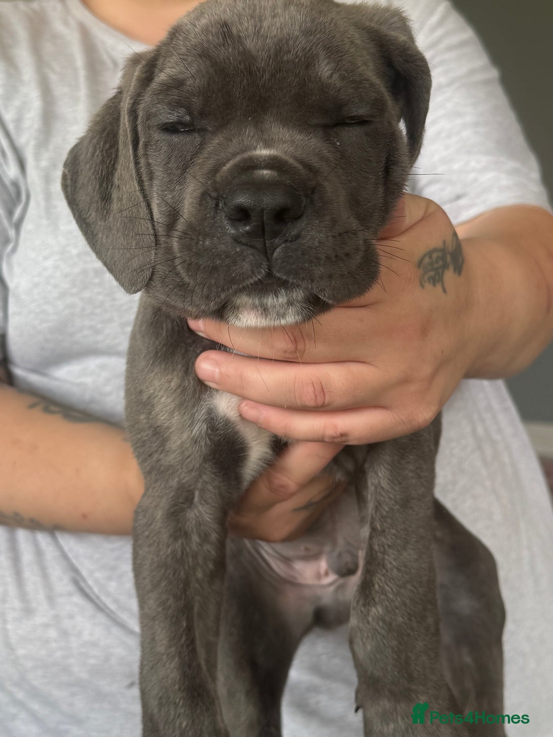 Cane Corso dogs for sale: Beautiful Cane Corso puppies for sale  - Image 30