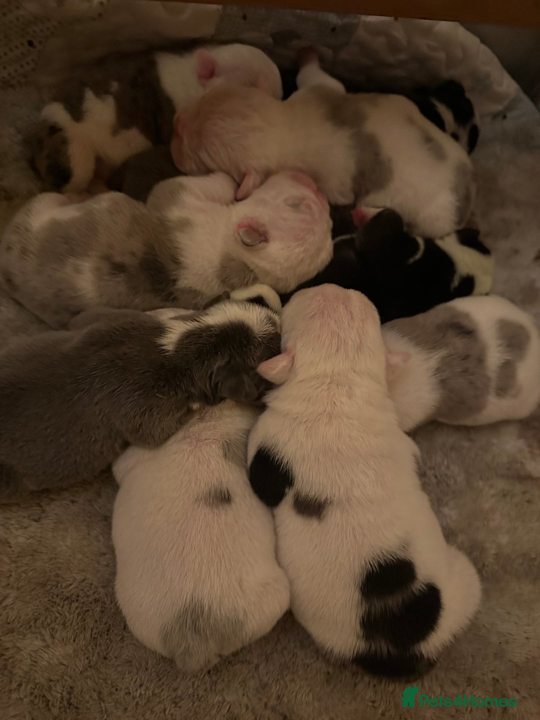 English Bulldog dogs for sale: 🌟 health tested parents 🌟 - Image 16