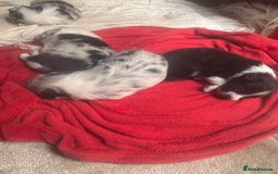 Border Collie dogs for sale: Fluffy long coat Blue merle border collie puppies - Image 6