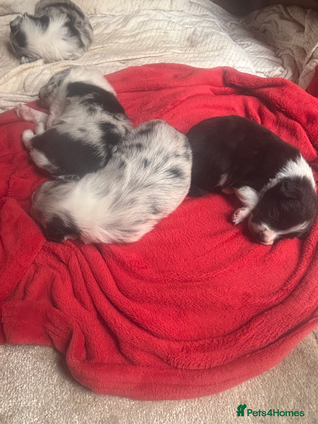 Border Collie dogs for sale: Fluffy long coat Blue merle border collie puppies - Image 6