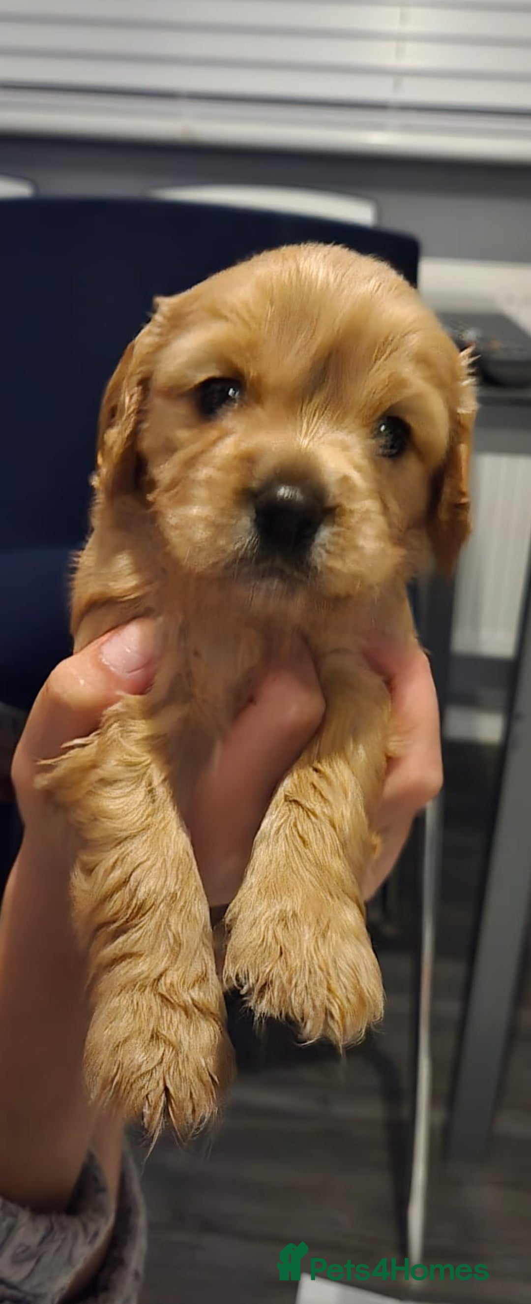 Cavapoo dogs for sale: F1 cavapoo - Image 1