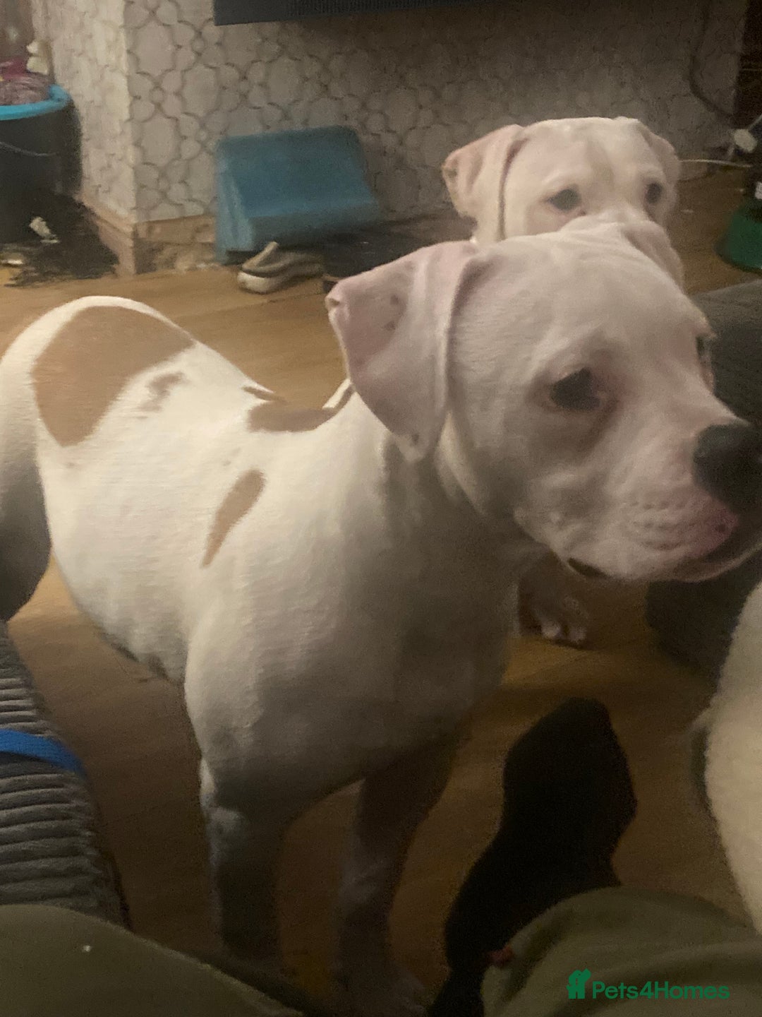 American Bulldog dogs for sale: American bulldog puppies  - Advert 2