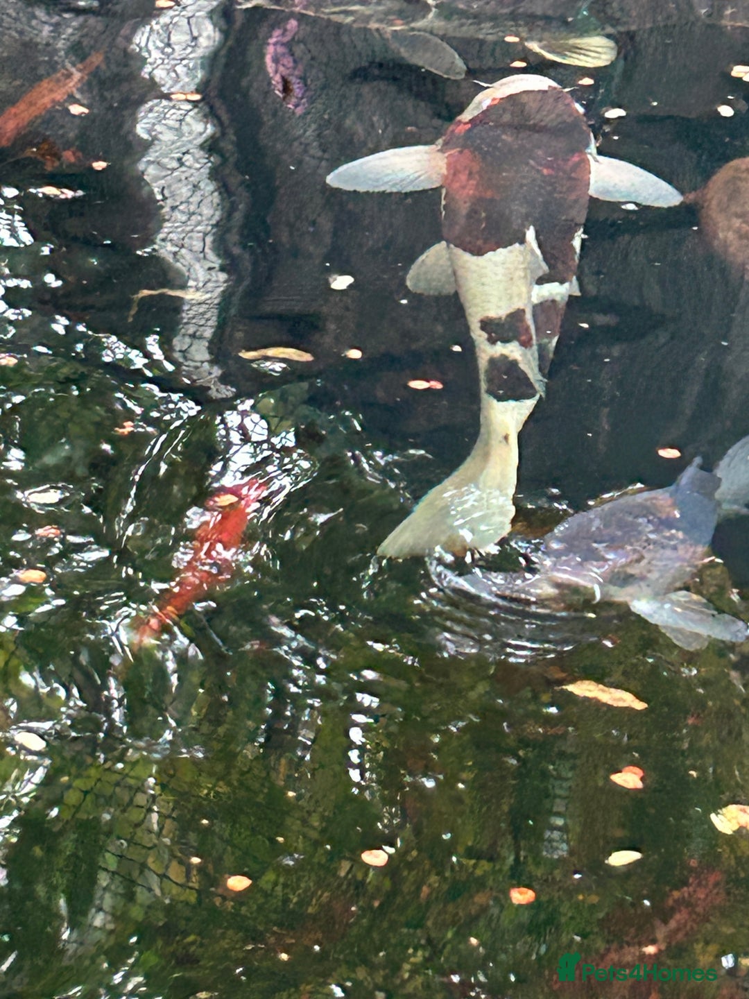 Koi Carp fish for sale: koi fish and various other fish - Image 3