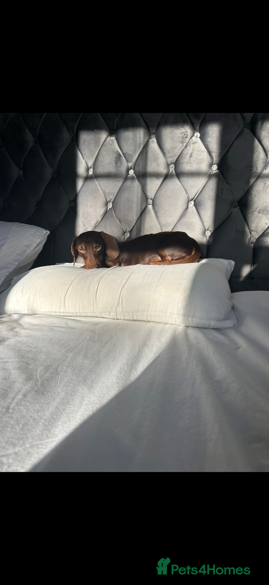 Miniature Dachshund dogs for stud: Miniature dachshund  - Advert 2