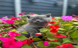 British Shorthair cats for sale: GCCF Registered British Shorthair kittens  - Image 14