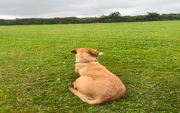 Labrador Retriever dogs for sale: My beautiful girl red fox Labrador need good home - Image 3