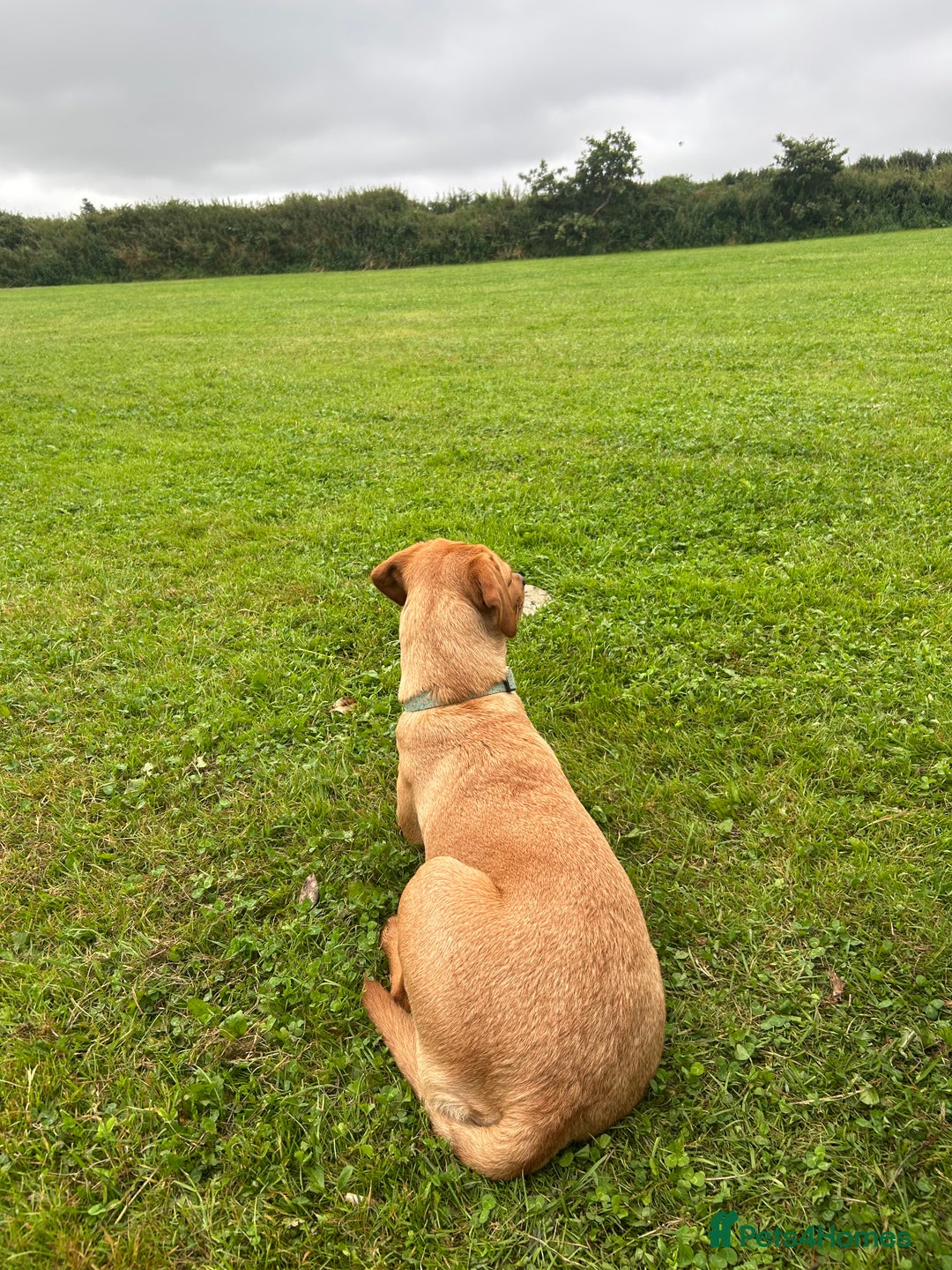 Labrador Retriever dogs for sale: My beautiful girl red fox Labrador need good home - Image 3